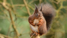 Eichhörnchen (20).jpg